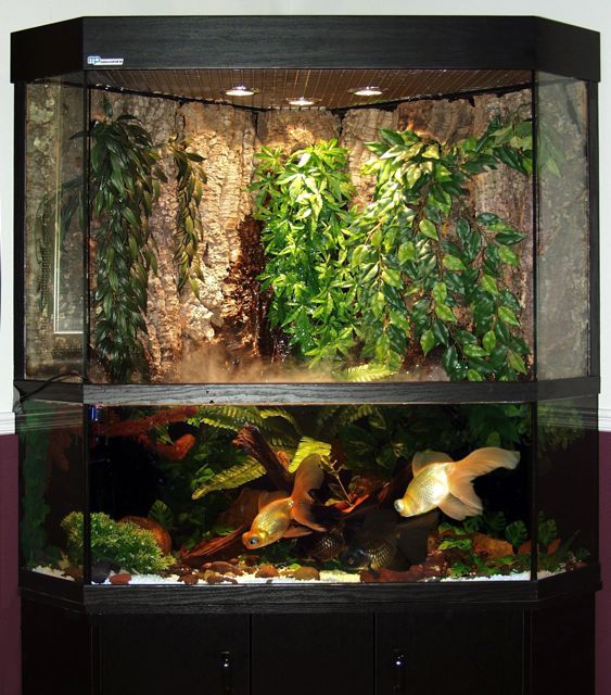 Création aquarium Montréal & province de Québec ǀ Aqua Style Design