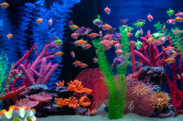 5 bonnes pratiques pour un bon entretien d’aquarium